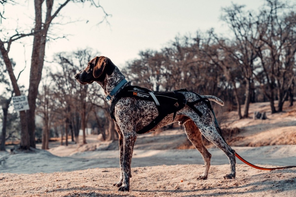 que significa perro de pecho profundo