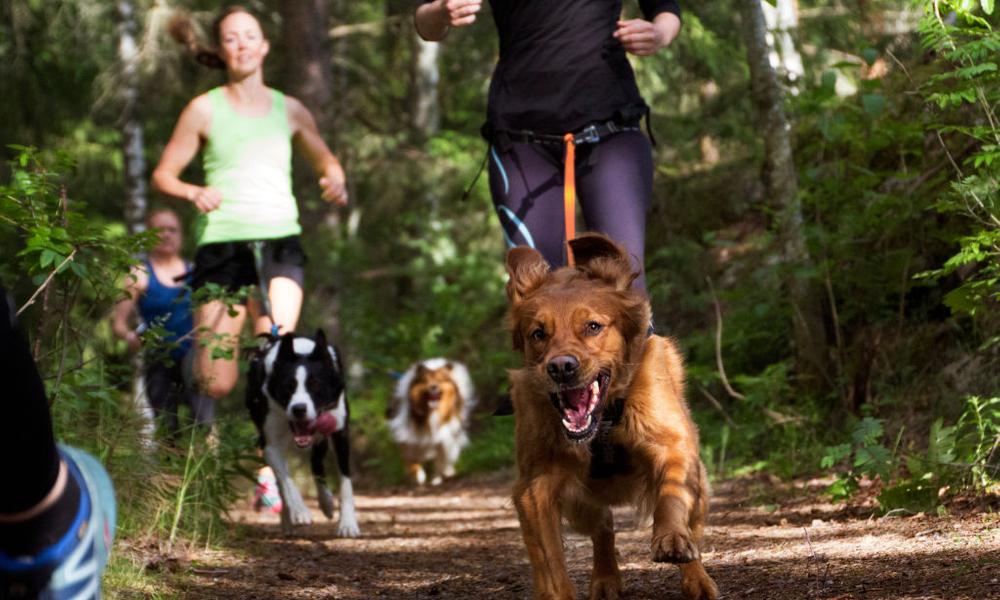 Canicross; "Nuevo" Deporte Para Experimentar la Felicidad con tu Perro - Corre Perro Mx