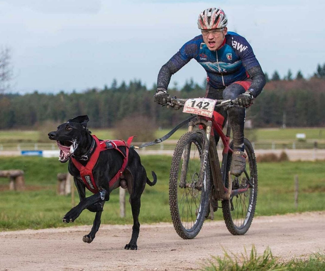 Antena para Bicicleta (bikejoring) Non-stop dogwear - Corre Perro Mx