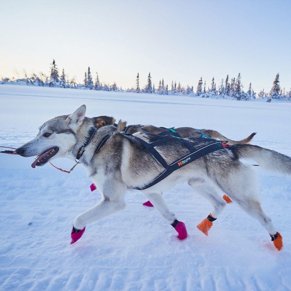 Arnés "Nansen Nome 5.0" Non-stop dogwear - Corre Perro Mx