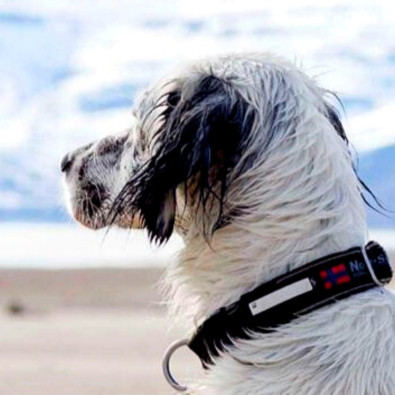Collar "Polar Click" Non-stop dogwear - Corre Perro Mx
